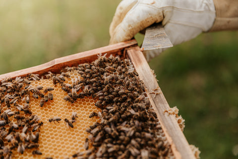 Abeja Honey, Honduras   - John Farrer & Co (Kendal) Ltd