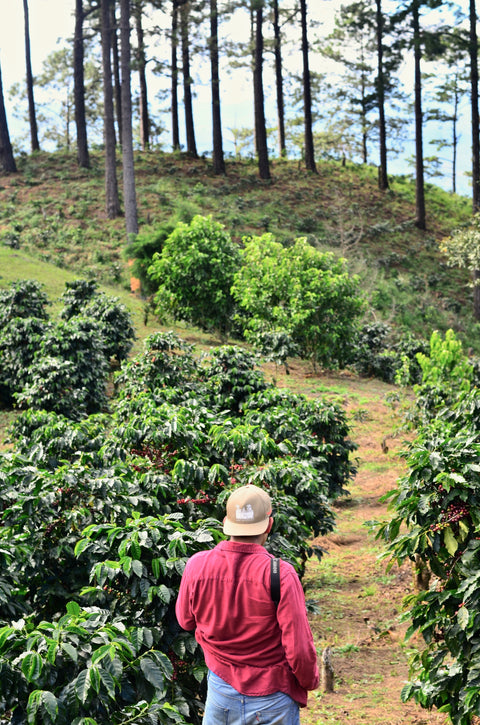 Los Luchadores Coffee, El Salvador