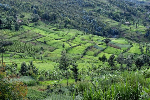 Burundi Mubuga Natural - John Farrer & Co (Kendal) Ltd