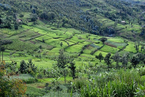 Burundi Mubuga Natural - John Farrer & Co (Kendal) Ltd
