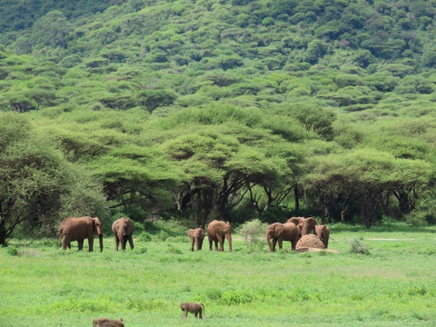 Tanzanian Peaberry-  Kijani - Kongoni Estate - Manyara - Tanzania - John Farrer & Co (Kendal) Ltd