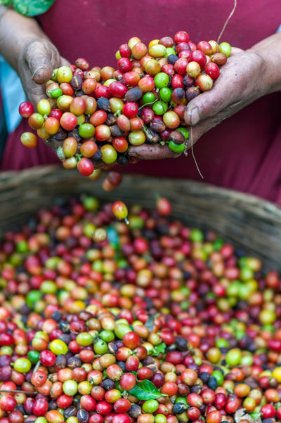 Top 10 coffee producing countries around the world