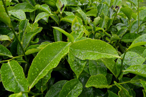 Top 10 Tea Producing Countries in the World 2026 - John Farrer & Co (Kendal) Ltd
