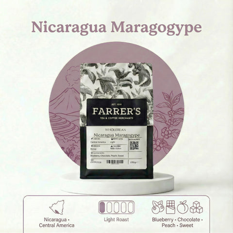 Nicaragua Maragogype