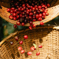 Roaster Experience Day - John Farrer & Co (Kendal) Ltd